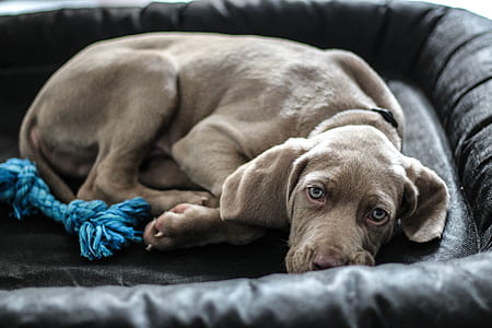 gray Weimaraner puppy lying on black dog bed thumbnail