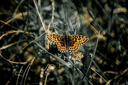 brown pansy butterfly on leaf thumbnail