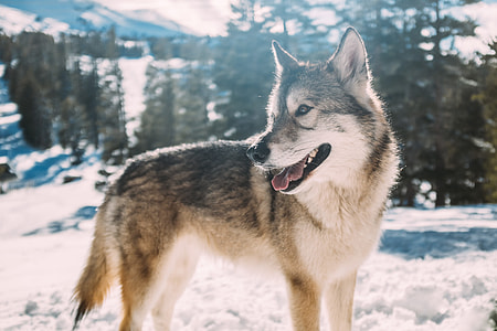 white and black wolf on white snow surface thumbnail