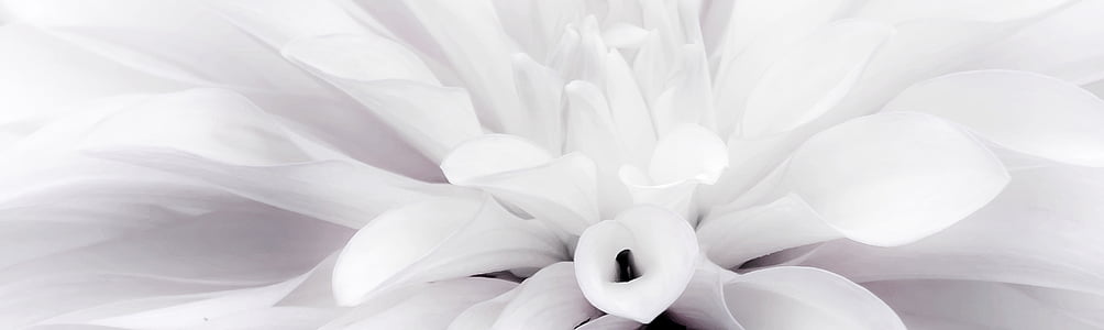 flower, dahlia, white, close thumbnail