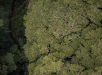 green leafed tree thumbnail