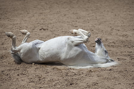 white horse on sand thumbnail