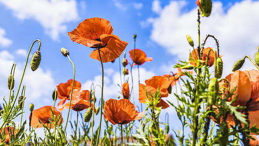 photo of orange petaled flower plants thumbnail