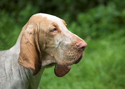 short-coated tan and white dog thumbnail