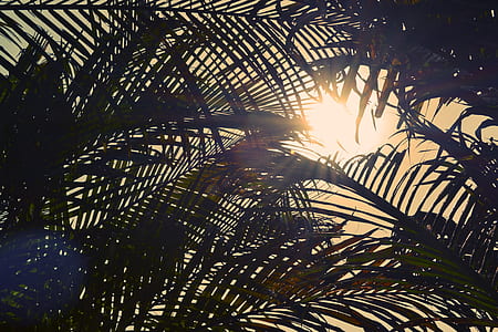 silhouette of palm trees under sunny sky thumbnail