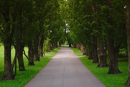 road surrounded by trees during daytime thumbnail