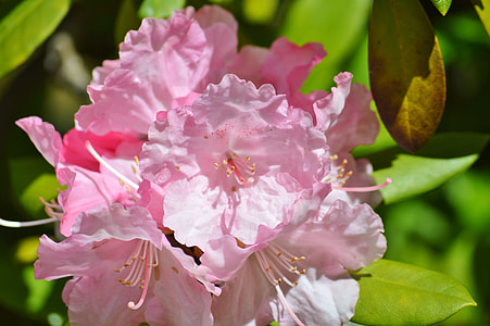 Oleander, Laurel Rose thumbnail