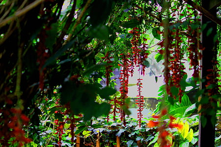 hanging red petal flower thumbnail