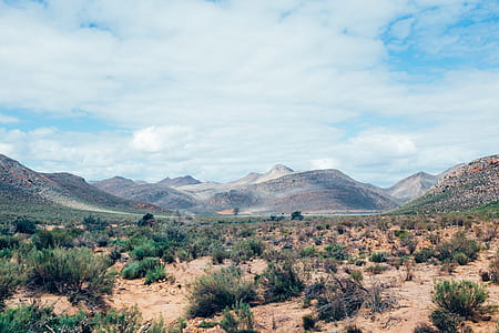 green leafed plants in landscape photography thumbnail
