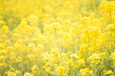 selective focus photography of yellow petaled flowers thumbnail