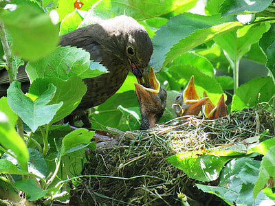 gray bird feeding chicks on nest thumbnail