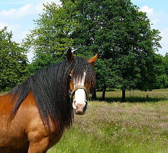 brown horse thumbnail