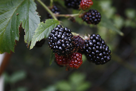 close-up photography of raspberries thumbnail