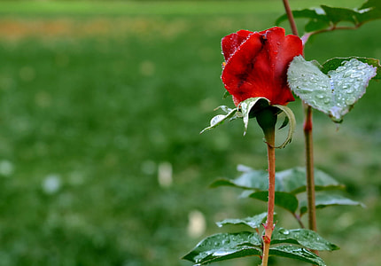 shallow focus photography of red rose thumbnail