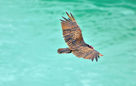 brown bird flying over the body of water during daytime thumbnail