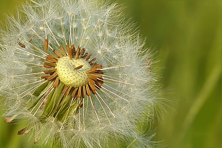 focused photography of withered dandelion thumbnail