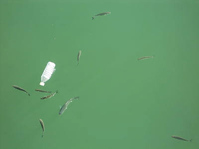 clear plastic bottle on body of water with fishes thumbnail