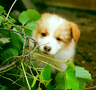 Bonjour Xiufeng - Downtown, Puppy thumbnail