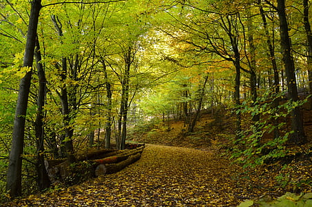 green trees thumbnail