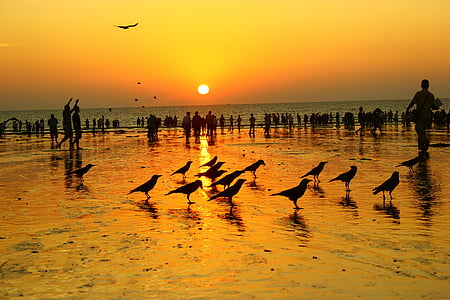 silhouette photo of crowd of people and flock of bird thumbnail
