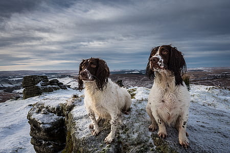 two long-coated white-and-black dogs on top of snow covered raod thumbnail