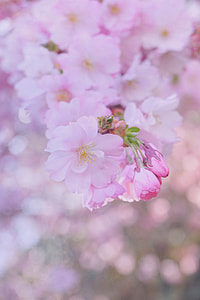 closeup photography of Sakura blossoms thumbnail