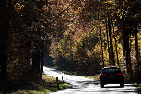 car on road surrounded by trees thumbnail