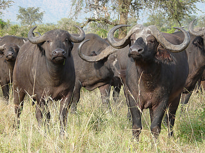 water buffalos thumbnail