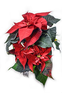 red and green leafed plant thumbnail