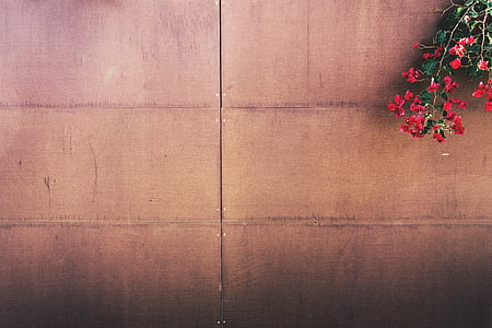 red petaled flowers beside brown wooden surface thumbnail