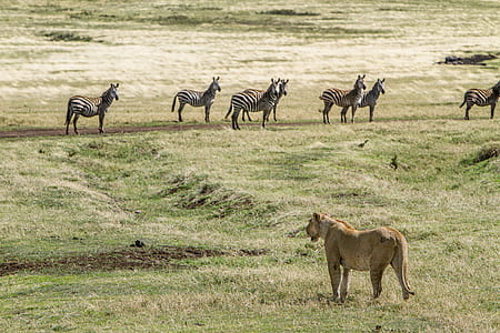 lioness looking at zebra on green field during daytime thumbnail