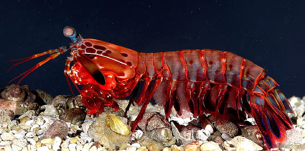 red shrimp thumbnail