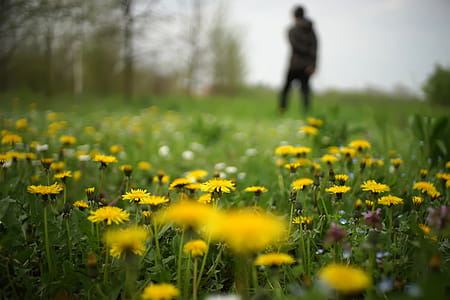 Shallow Focus Yellow Daisies thumbnail