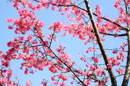 close-up photography of pink petaled flowers during daytime thumbnail