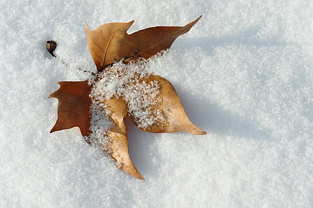 maple leaf on snow thumbnail