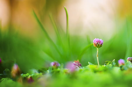 selective focus photography of purple clover flower thumbnail