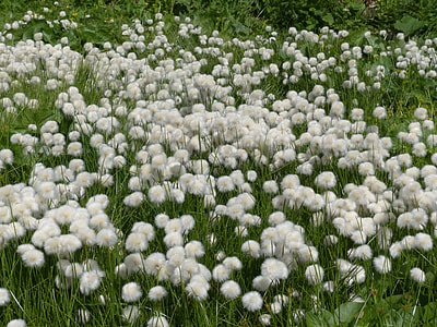 Scheuchzers Cottongrass thumbnail
