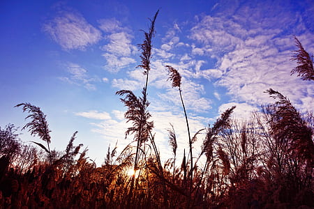 brown grasses under blue sky thumbnail