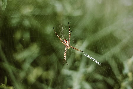 selective focus photography of brown spider thumbnail