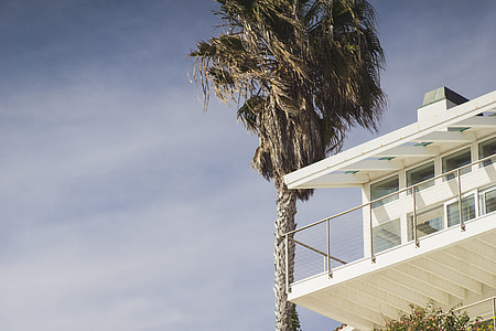 green palm tree beside white concrete house thumbnail