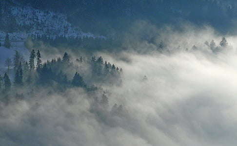 trees surrounded fogs thumbnail