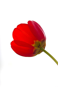 selective focus photography of red tulip flower thumbnail
