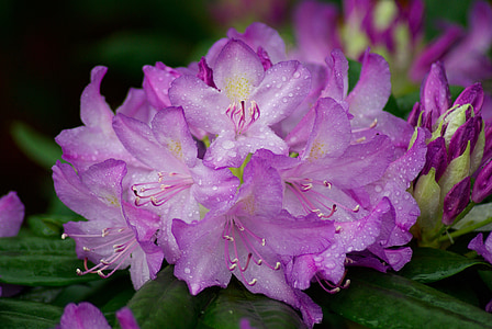shallow focus photo of purple rhododendron flowers thumbnail