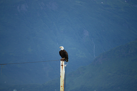 White Tailed Eagle, Bald Eagle thumbnail