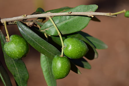 shallow focus photography of green fruit thumbnail