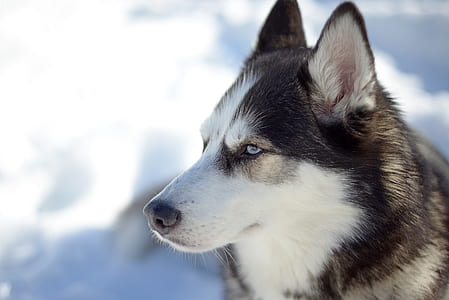 adult black and white Siberian husky on focus photo thumbnail