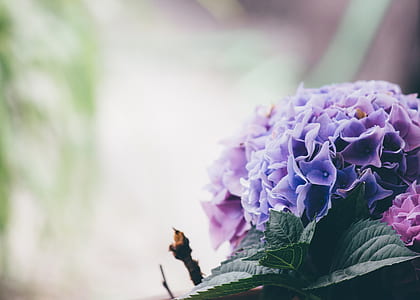 cluster of purple Hydrangea flower selective focus photo thumbnail
