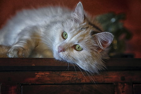 long-fur gray cat lying on brown wooden cabinet thumbnail