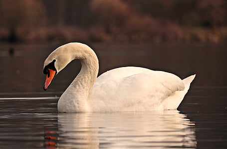 shallow focus photography of white swan thumbnail