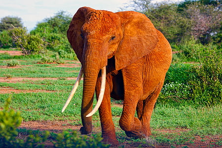 grey elephant standing on grass field during sunset thumbnail